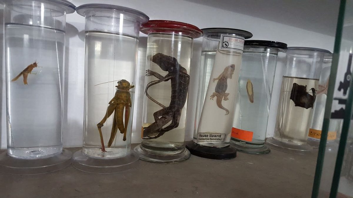 Preserved biological specimens on the BIORTON lab shelf